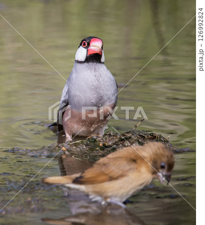 Java sparrow on the ground animal portrait. 126992824