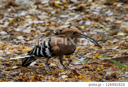 Eurasian Hoopoe in the park animal portrait. Eurasian Hoopoe in the park animal portrait. 126992828