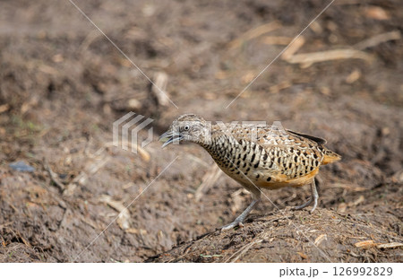 Barred Buttonquail It is a resident bird that can be found in Thailand and Southeast Asia. Barred Buttonquail It is a resident bird that can be found in Thailand and Southeast Asia. 126992829