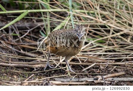 Barred Buttonquail that can be found in the fields of Thailand. Barred Buttonquail that can be found in the fields of Thailand. 126992830