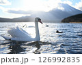 《山梨県》白鳥と富士山 126992835