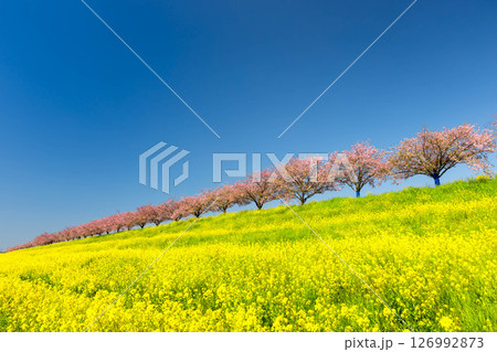 栃木県小山市 思川沿いの間々田地区と乙女地区にまたがる思川桜堤 原産種の思川桜並木と斜面の菜の花畑 栃木県小山市 思川沿いの間々田地区と乙女地区にまたがる思川桜堤 原産種の思川桜並木と斜面の菜の花畑 126992873