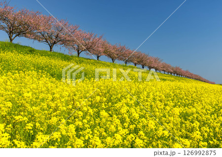 栃木県小山市 思川沿いの間々田地区と乙女地区にまたがる思川桜堤 原産種の思川桜並木と斜面の菜の花畑 栃木県小山市 思川沿いの間々田地区と乙女地区にまたがる思川桜堤 原産種の思川桜並木と斜面の菜の花畑 126992875