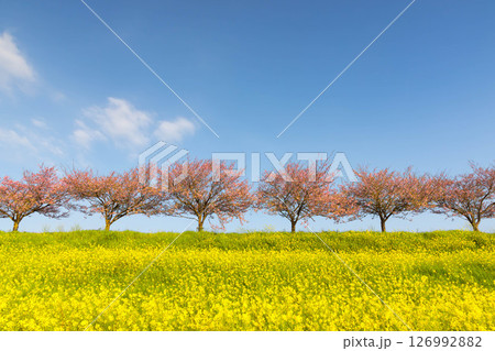 栃木県小山市　思川沿いの間々田地区と乙女地区にまたがる思川桜堤　原産種の思川桜並木と斜面の菜の花畑 126992882