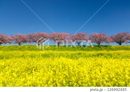 栃木県小山市　思川沿いの間々田地区と乙女地区にまたがる思川桜堤　原産種の思川桜並木と斜面の菜の花畑 126992885