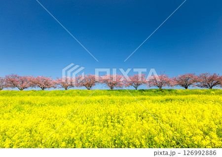 栃木県小山市　思川沿いの間々田地区と乙女地区にまたがる思川桜堤　原産種の思川桜並木と斜面の菜の花畑 126992886