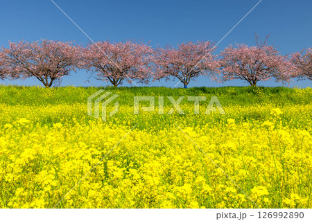 栃木県小山市　思川沿いの間々田地区と乙女地区にまたがる思川桜堤　原産種の思川桜並木と斜面の菜の花畑 126992890