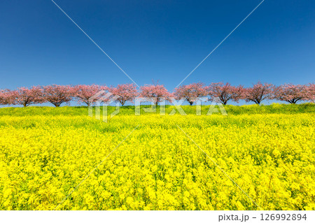 栃木県小山市 思川沿いの間々田地区と乙女地区にまたがる思川桜堤 原産種の思川桜並木と斜面の菜の花畑 栃木県小山市 思川沿いの間々田地区と乙女地区にまたがる思川桜堤 原産種の思川桜並木と斜面の菜の花畑 126992894
