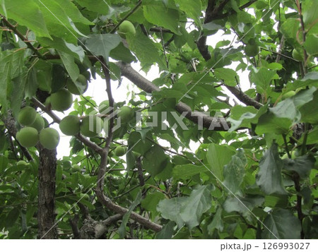 まだ収穫しない大きい我が家の梅の実 126993027