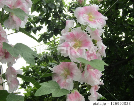 タチアオイの白い花 126993028