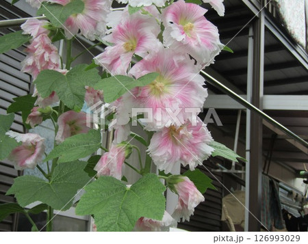 タチアオイの白い花 タチアオイの白い花 126993029