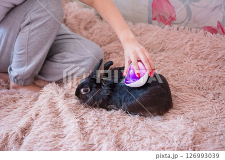 Woman grooming her pet rabbit on a fluffy blanket. Gentle care and bonding moment. 126993039