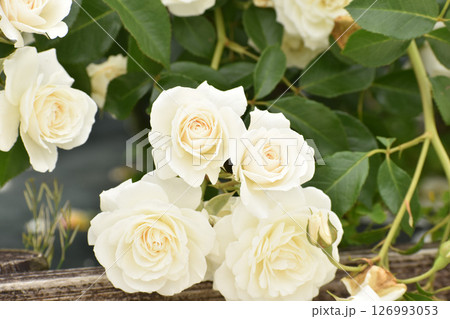真っ白い春のバラ 真っ白い春のバラ 126993053