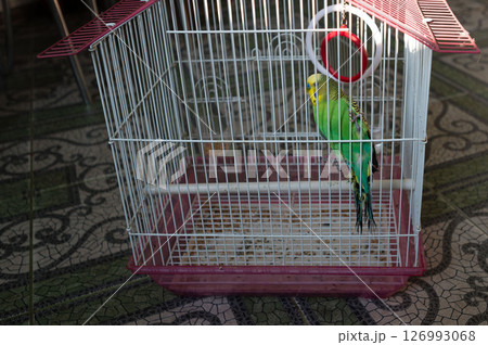 A small green budgie sits in its cage, a colorful bird in a wire enclosure. 126993068