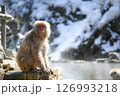 《長野県》地獄谷温泉と猿 126993218