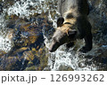 《北海道》野生のヒグマ 126993262