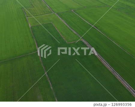 Green rice Fileds aerial top view Thailand countryside landscape 126993356
