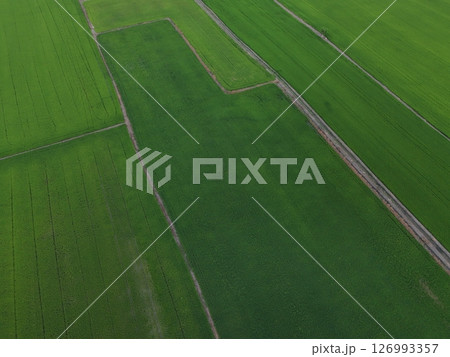 Green rice Fileds aerial top view Thailand countryside landscape 126993357