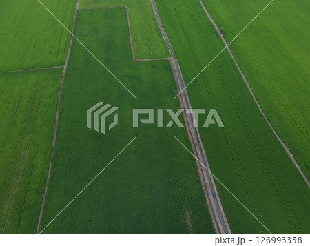 Green rice Fileds aerial top view Thailand countryside landscape 126993358