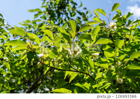 開花したばかりの夏椿の花 126993366