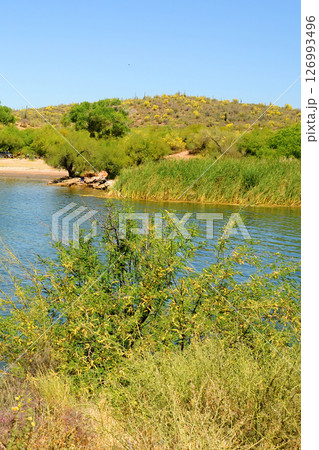 Early Summer at Saguaro lake in Arizona Early Summer at Saguaro lake in Arizona 126993496