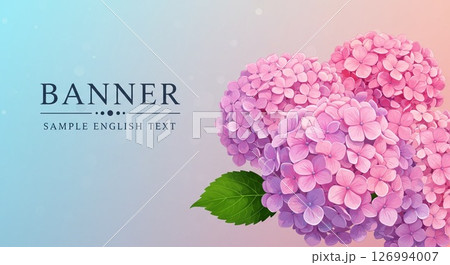 鮮やかなピンク色のアジサイと背景は淡い青からピンクへのグラデーション 126994007
