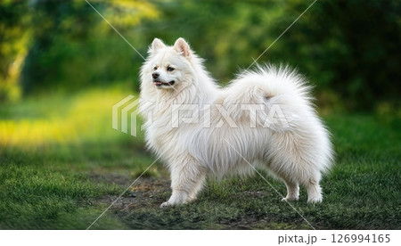 Japanese Spitz in a Snowy Landscape A Fluffy Ball of White against the Backdrop of Majestic Mountains, Radiating Playful Energetic Spirit. Japanese Spitz in a Snowy Landscape A Fluffy Ball of White against the Backdrop of Majestic Mountains, Radiating Playful Energetic Spirit. 126994165
