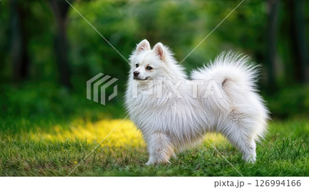 A Magnificent Japanese Spitz Basking in the Sunlight, Displaying Regal Grace and Elegance with a Snowy White Coat against a Backdrop of Glistening Evergreens, Showcasing the Purest Breeds A Magnificent Japanese Spitz Basking in the Sunlight, Displaying Regal Grace and Elegance with a Snowy White Coat against a Backdrop of Glistening Evergreens, Showcasing the Purest Breeds 126994166