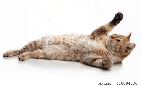 Playful Beige Cat in Isolated White Background Relaxing and Rolling on Its Back, Capturing Joy and Whimsy with Soft Textures 126994236