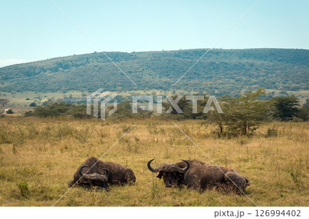 Kenya Photographers By Antony Trivet Photography 126994402