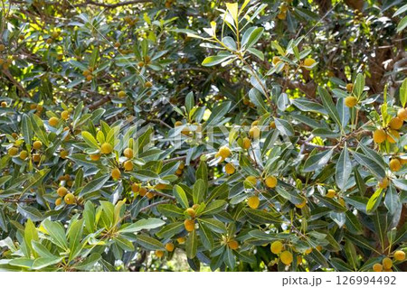 長久保緑化公園のヤマモモの木 126994492