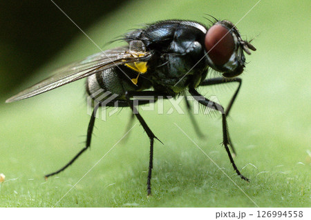 Kenya Photographers By Antony Trivet Photography 126994558