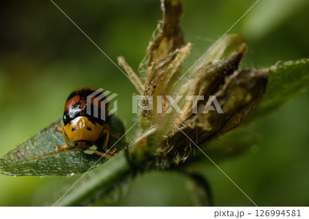 Kenya Photographers By Antony Trivet Photography 126994581