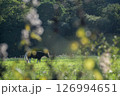 《北海道》西陽が射す野原の馬 126994651