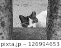 のぞいている猫 126994653