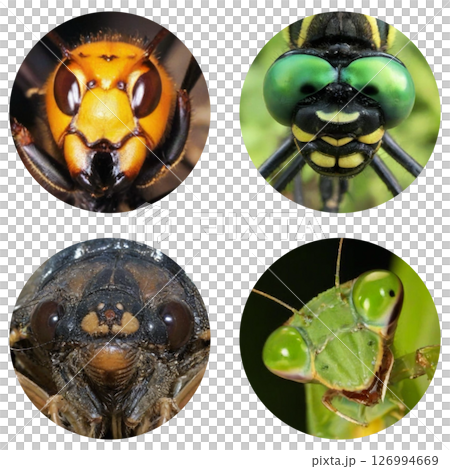 蜜蜂、蜻蜓、蟬和螳螂臉的透明 PNG 圖像 蜜蜂、蜻蜓、蟬和螳螂臉的透明 PNG 圖像 126994669