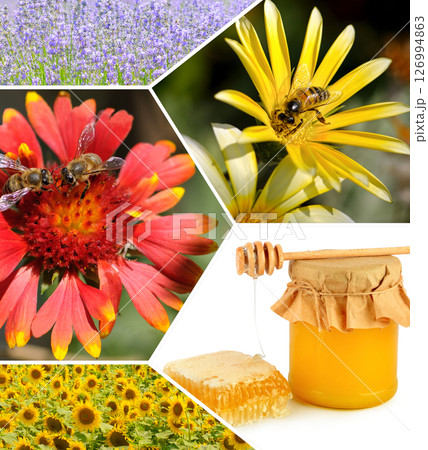 A bee collects pollen from on honey flowers. A bee collects pollen from on honey flowers. 126994863