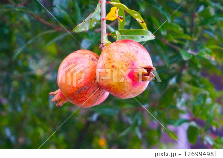 ザクロ　石榴　果実 126994981