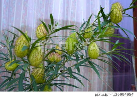 フウセントウワタ　フウセンダマノキ 126994984