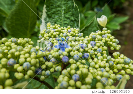 蕾をつけたガクアジサイの初夏 126995190