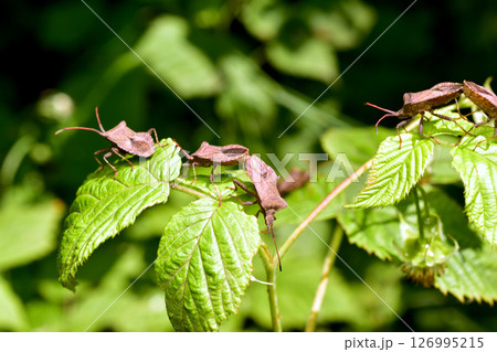 A cluster of bugs, the Marginated Marginate, from the Marginate family. 126995215