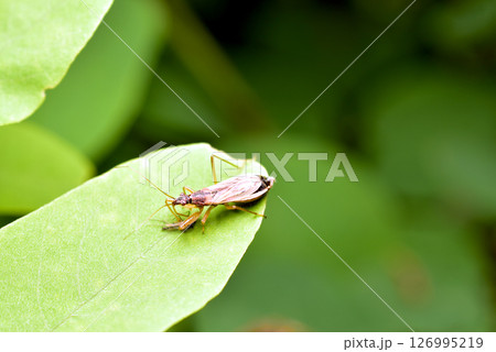 Cimicoidea, a superfamily of hemipteran insects from the suborder of bugs. Cimicoidea, a superfamily of hemipteran insects from the suborder of bugs. 126995219