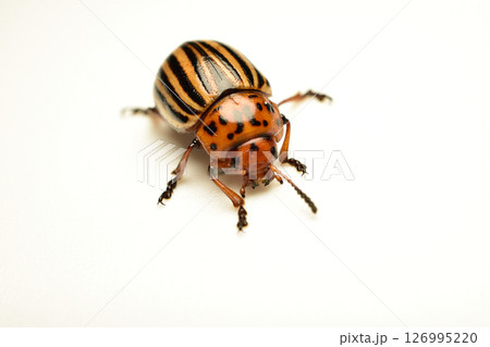 Colorado potato beetle, top view. 126995220