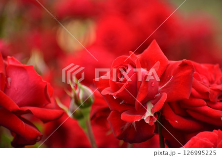 真っ赤な春のバラ 真っ赤な春のバラ 126995225