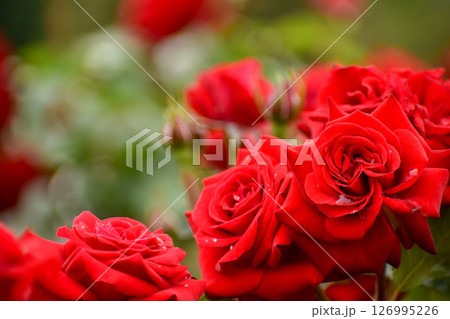 真っ赤な春のバラ 126995226
