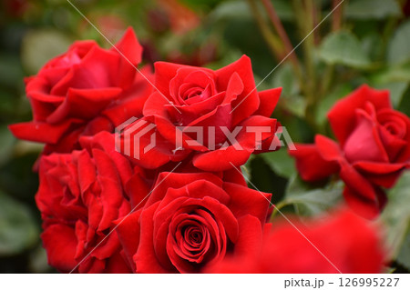 真っ赤な春のバラ 126995227