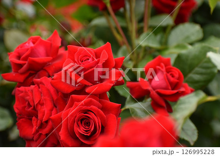真っ赤な春のバラ 真っ赤な春のバラ 126995228