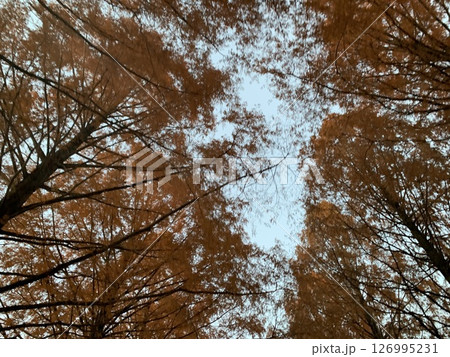 晴れた日の紅葉 126995231