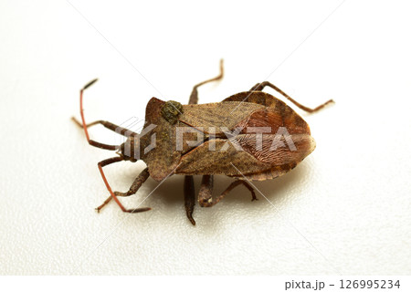 The bordered bug is a member of the bordered bug family. 126995234