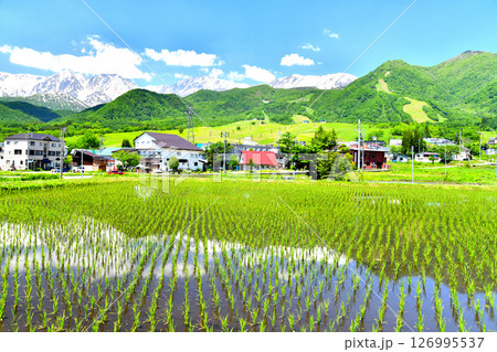 白馬岳、白馬つがいけマウンテンリゾート周辺を望む(長野県小谷村)【2025.6】 126995537